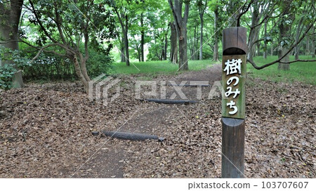 大泉綠地/樹道（大阪府堺市） 103707607