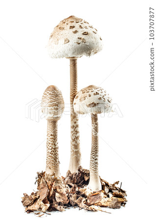Parasol mushroom 103707877