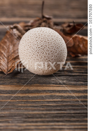 Common puffball 103707880
