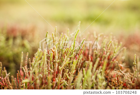 Salicornia plant 103708248