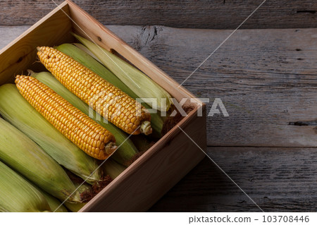 Fresh corn cobs Fresh corn cobs 103708446