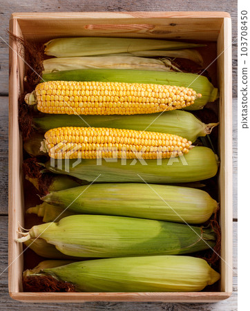 Corn cobs 103708450