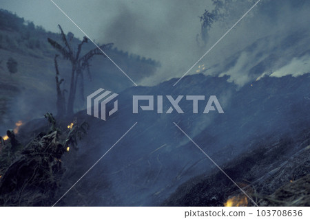 CHINA YUNNAN BUSHFIRE CAT AND BURN CHINA YUNNAN BUSHFIRE CAT AND BURN 103708636
