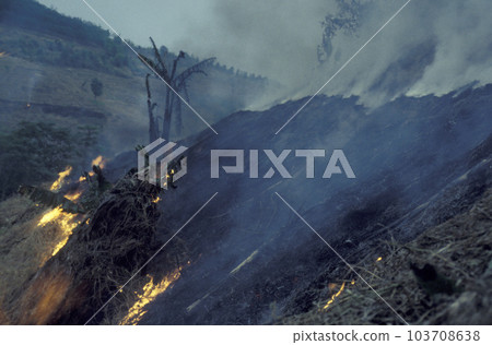 CHINA YUNNAN BUSHFIRE CAT AND BURN CHINA YUNNAN BUSHFIRE CAT AND BURN 103708638