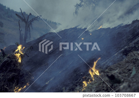 CHINA YUNNAN BUSHFIRE CAT AND BURN CHINA YUNNAN BUSHFIRE CAT AND BURN 103708667