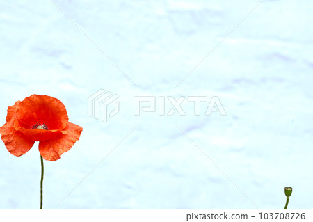 One red nice scarlet poppy on a blue cloud sky background,place for text One red nice scarlet poppy on a blue cloud sky background,place for text 103708726