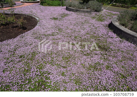 盛開的“匍匐時間”覆蓋一側 103708759