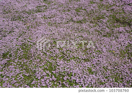 盛開的“匍匐時間”覆蓋一側 盛開的“匍匐時間”覆蓋一側 103708760