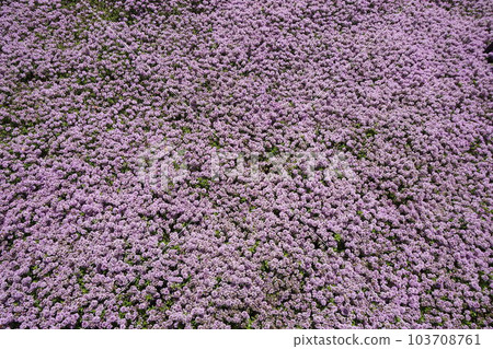 "Creeping time" in full bloom covering one side 103708761