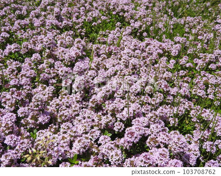 "Creeping time" in full bloom covering one side "Creeping time" in full bloom covering one side 103708762
