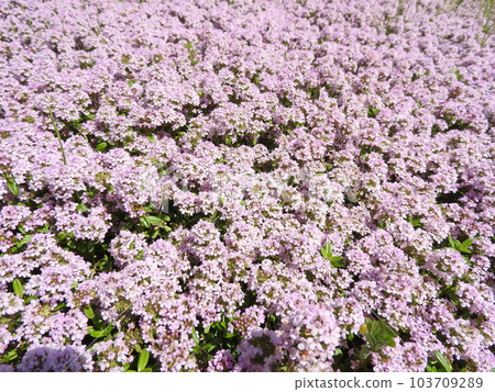 盛開的“匍匐時間”覆蓋一側 103709289