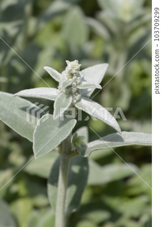 Lambs ears Silver Carpet Lambs ears Silver Carpet 103709299