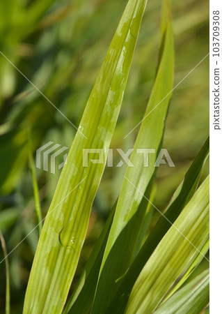 Hakone grass 103709308