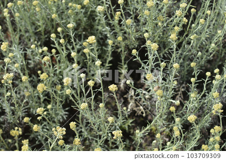 Italian everlasting flowers 103709309