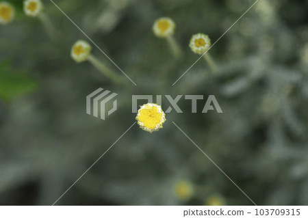 Cypress lavender cotton Cypress lavender cotton 103709315