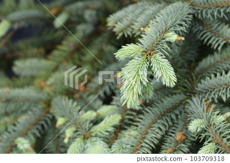 Colorado spruce Baby Blue Colorado spruce Baby Blue 103709318