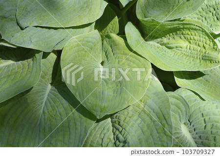Plantain lily Elegans 103709327