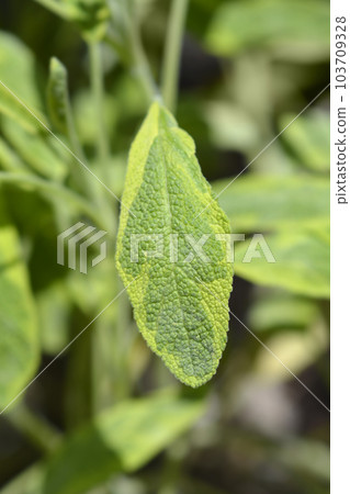 Golden Leaf Sage 103709328