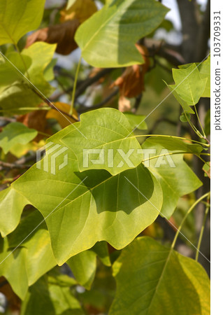 Tulip tree Tulip tree 103709331
