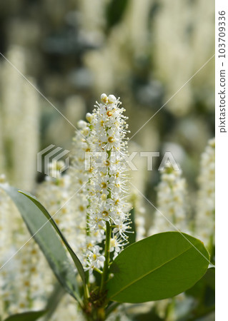 Laurel cherry 103709336