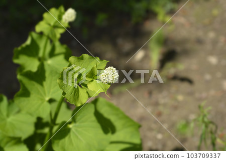 Valerian Valerian 103709337