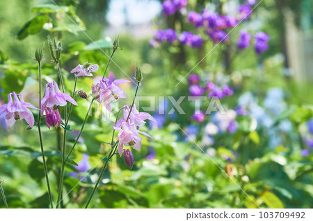 Lovely pink purple garden flowers bluebells and pale greens 103709492