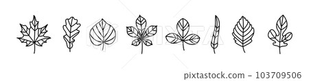 Set of Tree Leaf line shapes, thin line design vector illustration Set of Tree Leaf line shapes, thin line design vector illustration 103709506