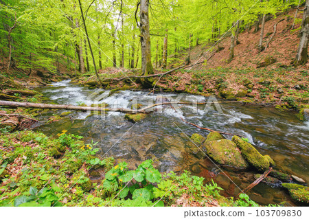 river in the woods among trees. countryside scenery in spring. beauty in nature river in the woods among trees. countryside scenery in spring. beauty in nature 103709830