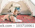 Pet dog relaxing at the campsite 103710061