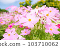  Cosmos field 103710062