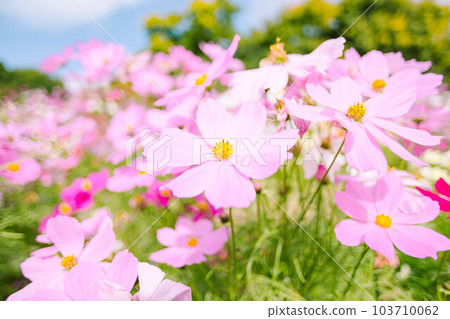  Cosmos field 103710062