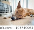 A dog taking a nap by the window 103710063