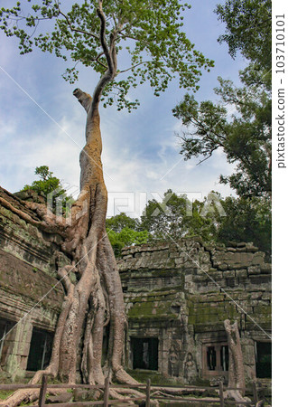 [Siem Reap] Ta Prohm Ruins 103710101