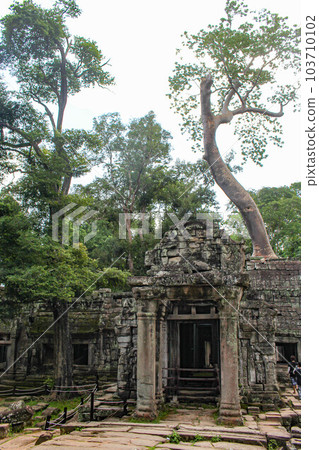 [Siem Reap] Ta Prohm Ruins 103710102