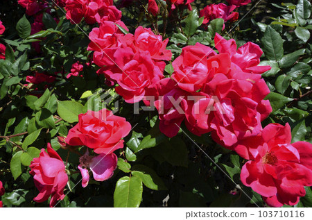 玫瑰花玫瑰淘汰賽 103710116