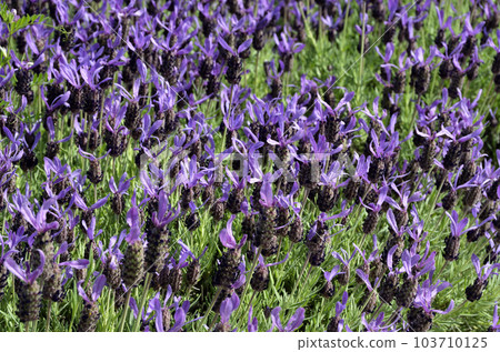 Ichimen no Hana Lavender French Lavender Ichimen no Hana Lavender French Lavender 103710125