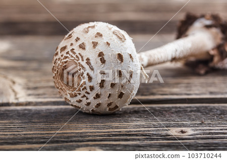 Parasol mushroom Parasol mushroom 103710244