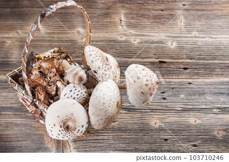 Parasol mushroom Parasol mushroom 103710246