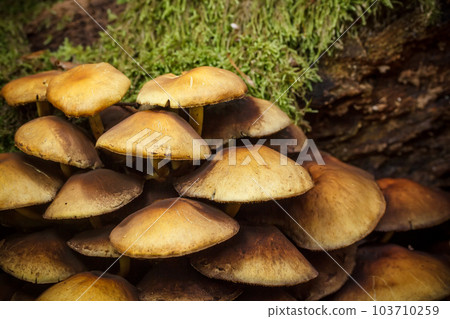 Mushrooms in forest 103710259