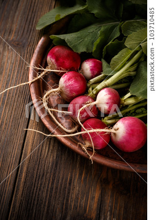 Fresh small red radishes 103710485