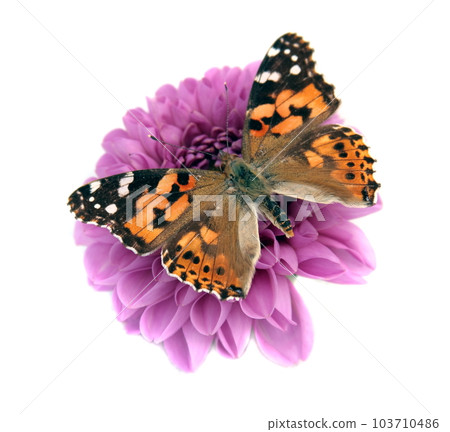 butterfly butterfly 103710486