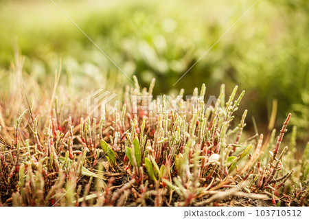 Salicornia plant 103710512