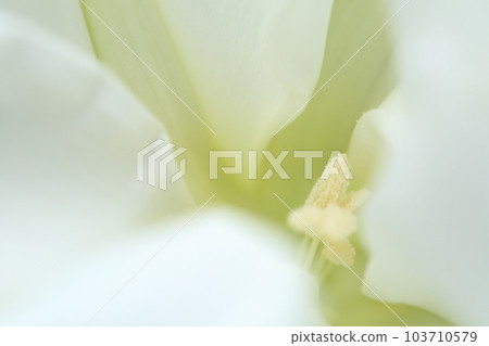 White flowers like a robe of feathers Yuugao flower 103710579