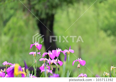 Colorful irises 103711392