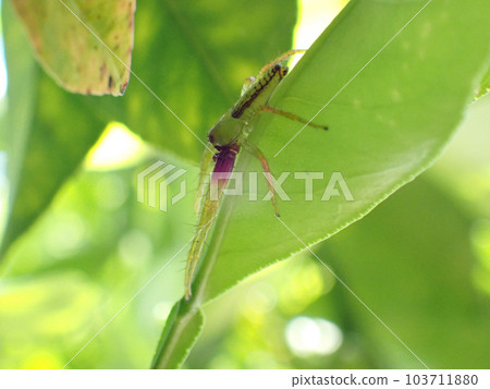 透明淡綠色若葉蜘蛛（幼葉蜘蛛） 103711880