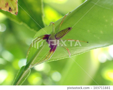 透明淡綠色若葉蜘蛛（幼葉蜘蛛） 103711881