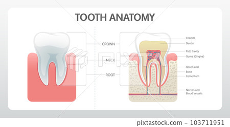 Dental Anatomy Poster 103711951