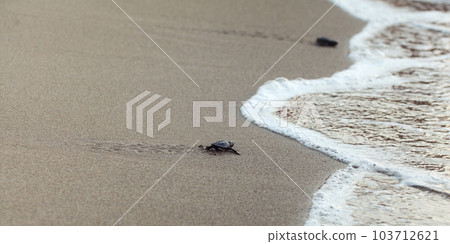Baby turtle finding its way to the sea, detail on wet beach sand Baby turtle finding its way to the sea, detail on wet beach sand 103712621