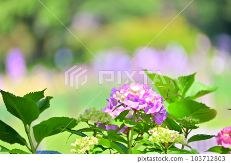 Vivid hydrangeas during the rainy season 103712803
