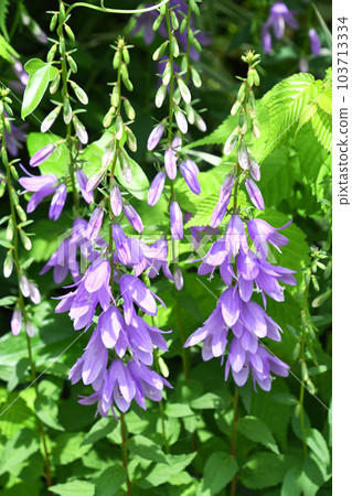 Hatazaogikyo (flagpole bellflower) 103713334